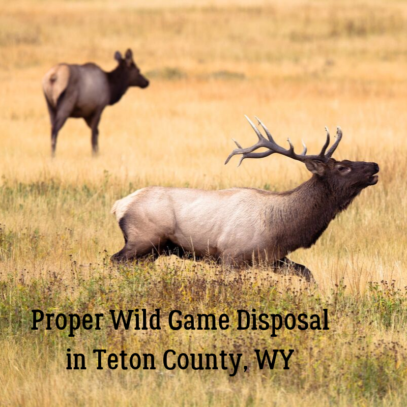Elk_Proper Wild Game Disposal in Teton County, WY