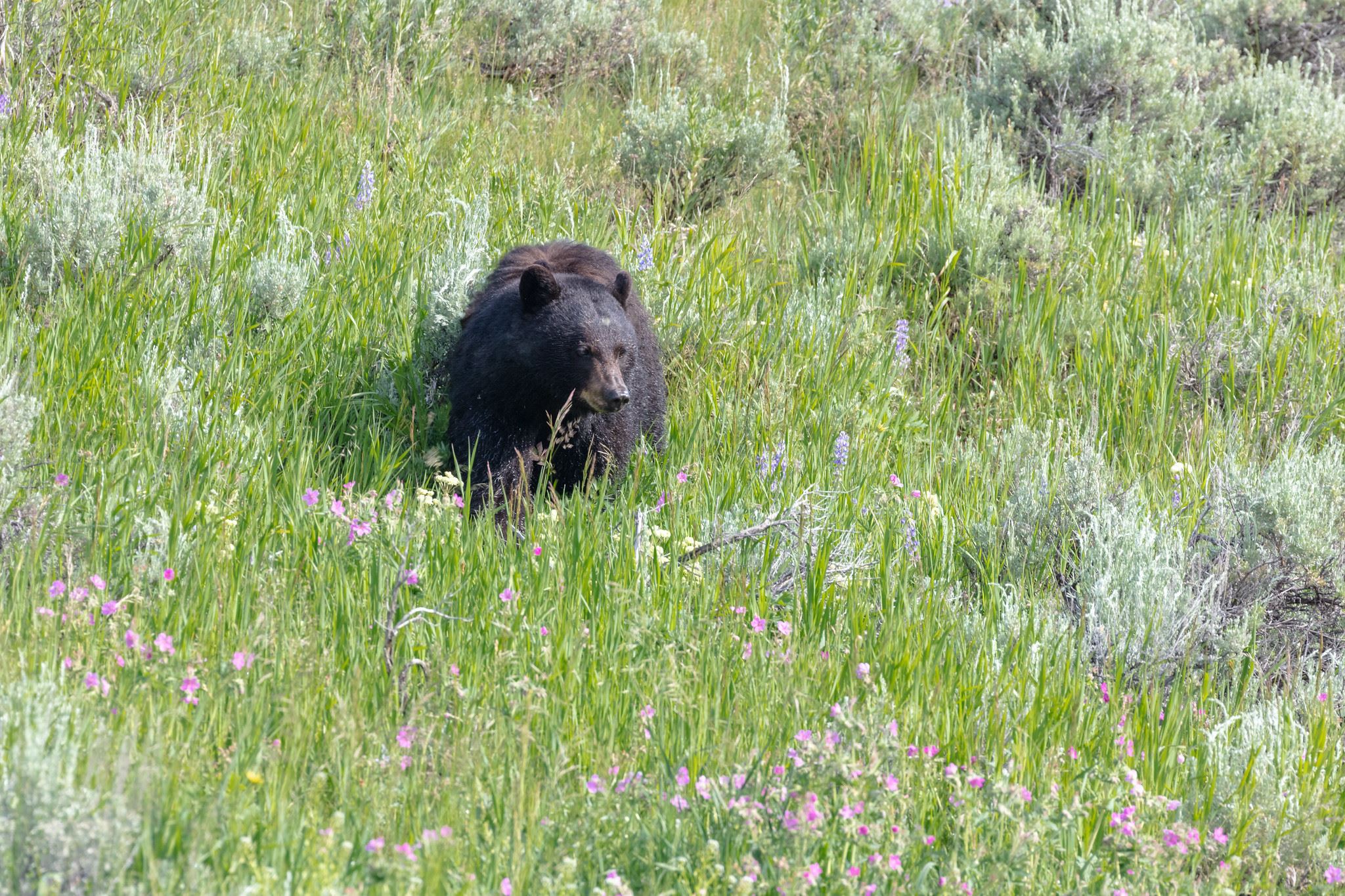 Bear in field in Lamar Valley Yellowstone